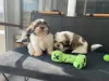 Zdjęcie №1. shih tzu - na sprzedaż w Dundee | negocjowane | Zapowiedź №27553