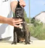 Zdjęcie №2 do zapowiedźy № 71633 na sprzedaż  cane corso - wkupić się Serbia hodowca