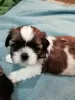 Dodatkowe zdjęcia: Rasowe szczenięta Shih Tzu