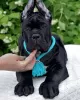 Zdjęcie №1. cane corso - na sprzedaż w Москва | 4zł | Zapowiedź №62403