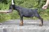 Zdjęcie №1. doberman - na sprzedaż w Witebsk | 4518zł | Zapowiedź №11389