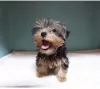 Zdjęcie №1. yorkshire terrier - na sprzedaż w Москва | 1232zł | Zapowiedź №8122