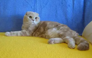 Dodatkowe zdjęcia: Scottish Cream Fold baby