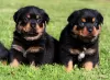 Zdjęcie №1. rottweiler - na sprzedaż w Paryż | negocjowane | Zapowiedź №76032