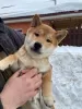 Zdjęcie №3. Chłopiec Shiba Inu Shiba Inu. Federacja Rosyjska