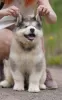 Dodatkowe zdjęcia: Alaskan malamute szczenięta