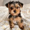 Zdjęcie №2 do zapowiedźy № 15454 na sprzedaż  yorkshire terrier - wkupić się USA prywatne ogłoszenie