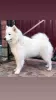 Dodatkowe zdjęcia: Szczenięta samoyeda