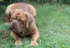 Dodatkowe zdjęcia: Szczenięta Dogue de Bordeaux