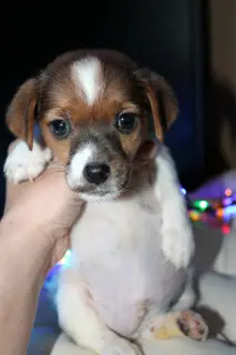 Dodatkowe zdjęcia: Jack Russell Terrier