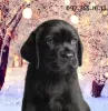 Zdjęcie №1. labrador retriever - na sprzedaż w Dnipro | 1190zł | Zapowiedź №81239