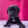 Dodatkowe zdjęcia: Cane Corso wspaniałe szczenięta rodowód FCI