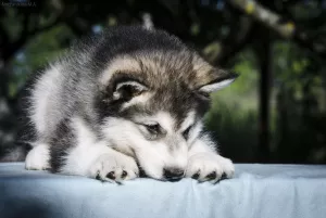 Zdjęcie №2 do zapowiedźy № 7097 na sprzedaż  alaskan malamute - wkupić się Federacja Rosyjska hodowca