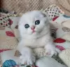 Zdjęcie №1. scottish fold - na sprzedaż w Los Angeles | 1188zł | Zapowiedź № 99296