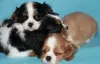 Zdjęcie №3. Szczenięta Cavalier King Charles Spaniel. Federacja Rosyjska