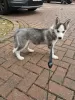 Zdjęcie №1. husky syberyjski - na sprzedaż w Vantaa | 1339zł | Zapowiedź №123482