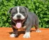 Zdjęcie №1. american bully - na sprzedaż w Sofia | 2302zł | Zapowiedź №105794