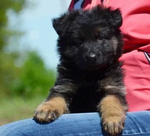 Zdjęcie №3. dziewczyna uspołeczniona, długowłosa, z metryką KSU / FCI, 1,5 miesiąca. Ukraina