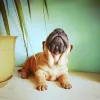 Zdjęcie №1. shar pei - na sprzedaż w Abakan | 1227zł | Zapowiedź №8070