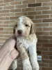 Dodatkowe zdjęcia: Lagotto Romagnolo szczenięta