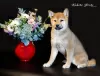 Zdjęcie №3. Shiba Inu. Szczenięta. Federacja Rosyjska