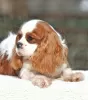 Zdjęcie №1. cavalier king charles spaniel - na sprzedaż w Палм-Бич | 5942zł | Zapowiedź №43377