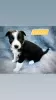 Zdjęcie №3. Urocze szczenięta Border Collie do adopcji. Niemcy