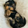 Zdjęcie №4. Sprzedam yorkshire terrier w Москва. prywatne ogłoszenie - cena - 1256zł