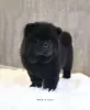 Zdjęcie №3. Chow-Chow. Niemcy