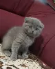 Zdjęcie №3. Wspaniałe kocięta z rodowodem GCCF Scottish Fold. Republika Czeska