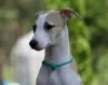 Dodatkowe zdjęcia: Whippet