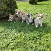 Dodatkowe zdjęcia: Walijski Corgi Pembroke