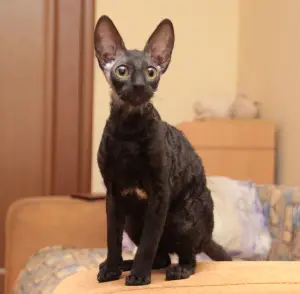 Dodatkowe zdjęcia: Piękne kocięta Cornish Rex