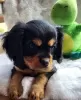 Zdjęcie №3. Szczenięta rasy Cavalier King Charles. Litwa