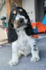 Zdjęcie №1. cocker spaniel angielski - na sprzedaż w Żelazna | 2870zł | Zapowiedź №129125