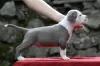 Dodatkowe zdjęcia: American Staffordshire Terrier Piękne Szczenięta