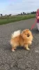 Dodatkowe zdjęcia: SZPIC MINIATUROWY POMERANIAN PIĘKNE