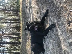 Zdjęcie №3. Cane Corso. Ukraina