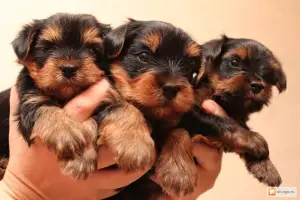 Zdjęcie №1. yorkshire terrier - na sprzedaż w Murghab | 2695zł | Zapowiedź №585