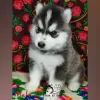 Zdjęcie №3. Szczenięta Siberian Husky. Federacja Rosyjska