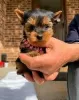 Zdjęcie №1. yorkshire terrier - na sprzedaż w Huntsville | negocjowane | Zapowiedź №127880