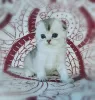 Zdjęcie №1. scottish fold - na sprzedaż w Алатырь | 471zł | Zapowiedź № 11016