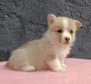 Zdjęcie №1. welsh corgi - na sprzedaż w Bačka Topola | negocjowane | Zapowiedź №120005