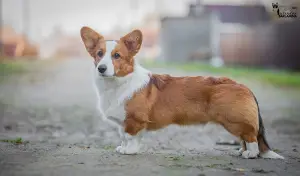 Zdjęcie №1. welsh corgi - na sprzedaż w Korolew | 3630zł | Zapowiedź №3717