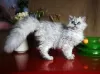 Zdjęcie №1. selkirk rex długowłosy - na sprzedaż w Rostów nad Donem | negocjowane | Zapowiedź № 43861