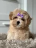 Zdjęcie №3. Maltipoo F1. Niemcy