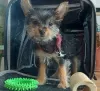 Zdjęcie №1. yorkshire terrier - na sprzedaż w Virginia Beach | 1585zł | Zapowiedź №101289