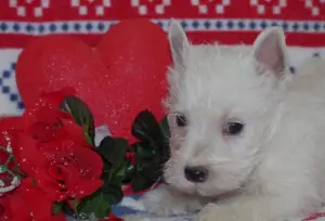 Zdjęcie №1. west highland white terrier - na sprzedaż w Boulogne-Billancourt | 3241zł | Zapowiedź №864