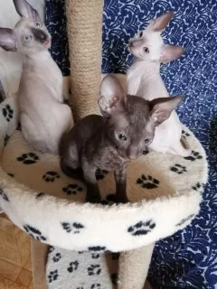 Zdjęcie №1. kot cornish rex - na sprzedaż w Москва | 1431zł | Zapowiedź № 6571