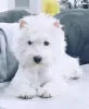 Dodatkowe zdjęcia: Hodowla oferuje szczenięta rasy west highland white terrier